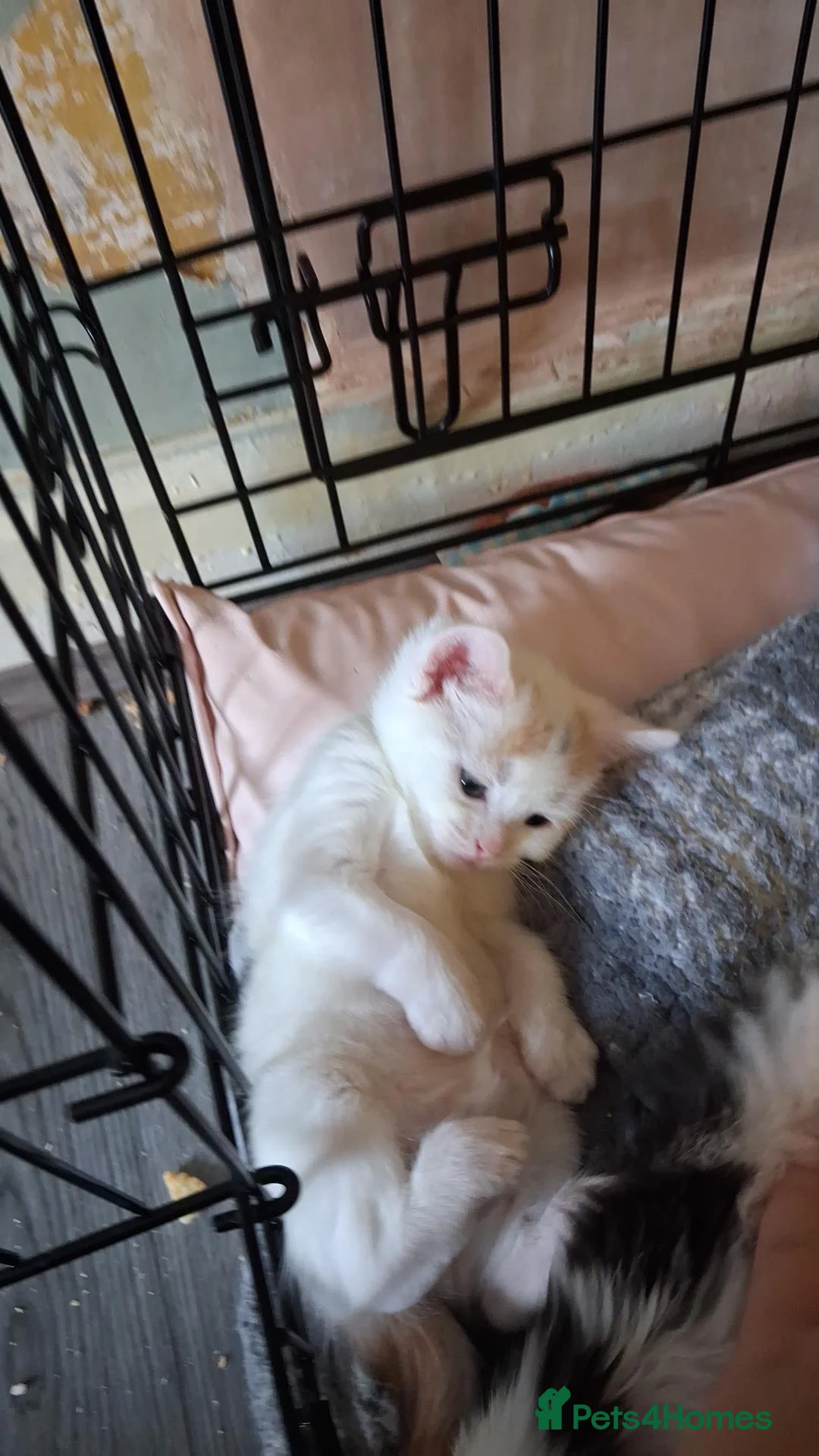 Mixed Breed cats for sale: 2 lovely calico girls in Manchester - Advert 1
