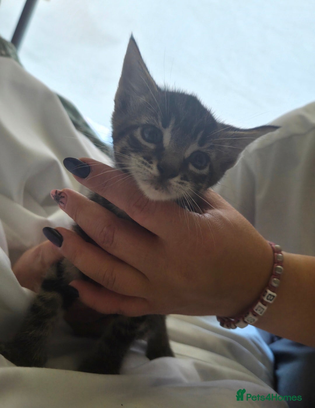 European cats for sale: 8 kittens looking for a new home for 2026! - Advert 8