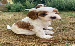 Cavapoo dogs for sale: 8 week old Cavapoo girl - Image 1