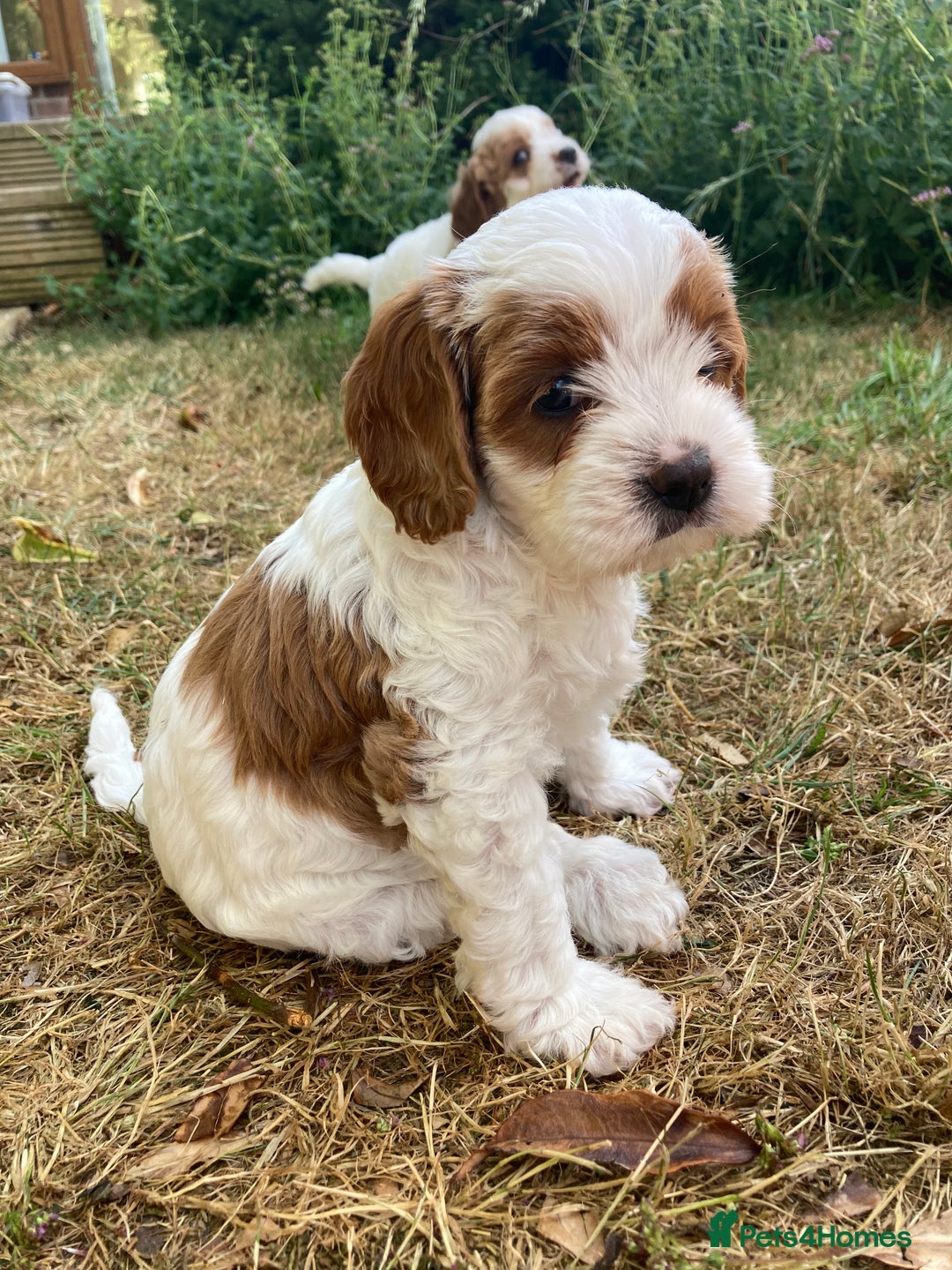 Cavapoo dogs for sale: 8 week old Cavapoo girl - Image 1