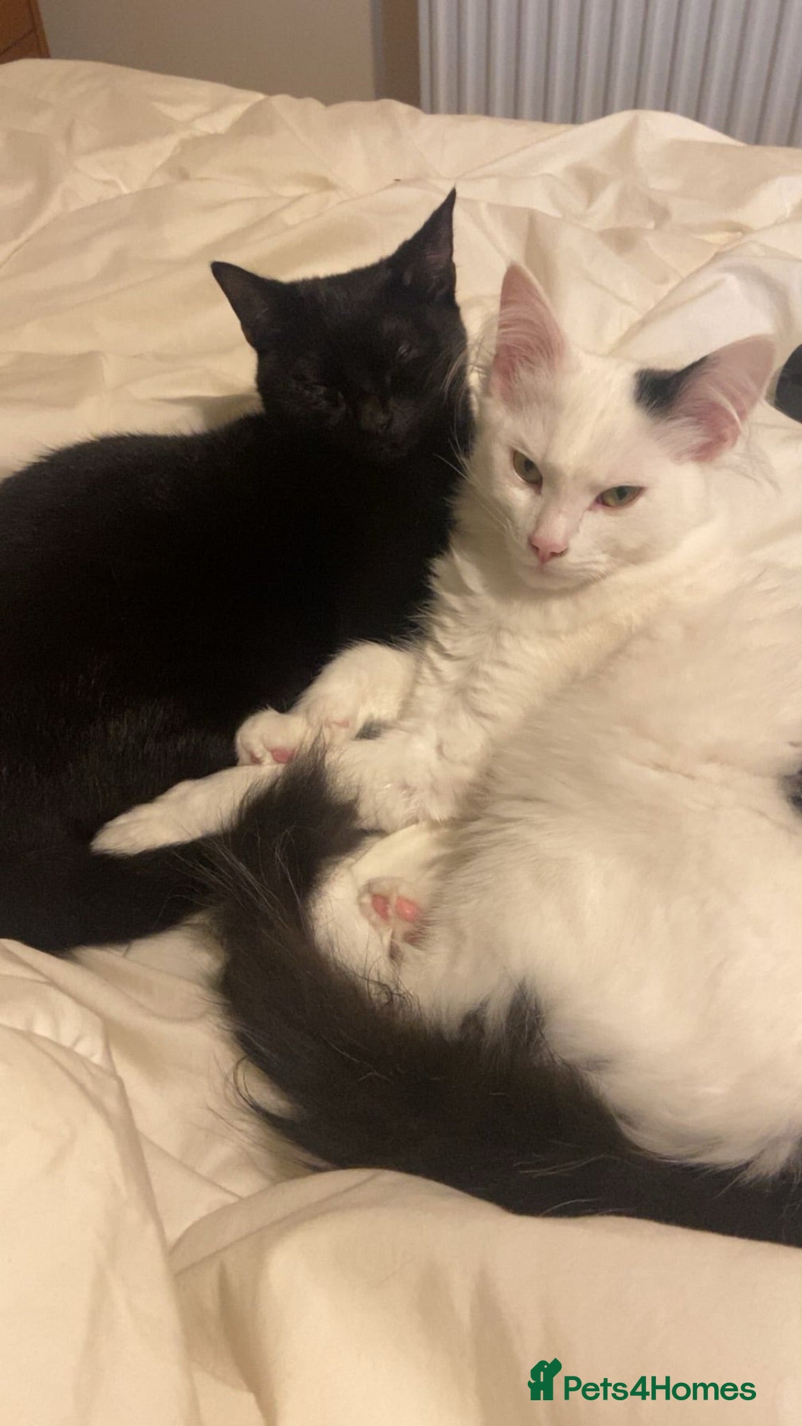 Mixed Breed cats Domestic mixed kittens - Advert 2
