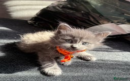British Shorthair cats for sale: Beautiful bred British shorthairs  - Image 34