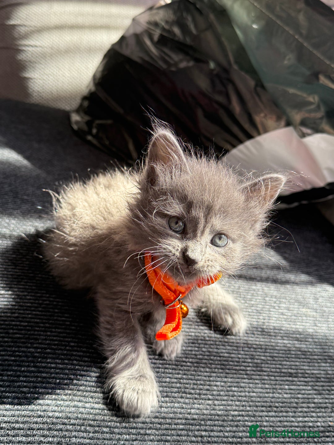 British Shorthair cats for sale: Beautiful bred British shorthairs  - Image 34