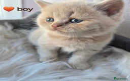 British Shorthair cats for sale: A charming kitten will be available in December. - Image 13