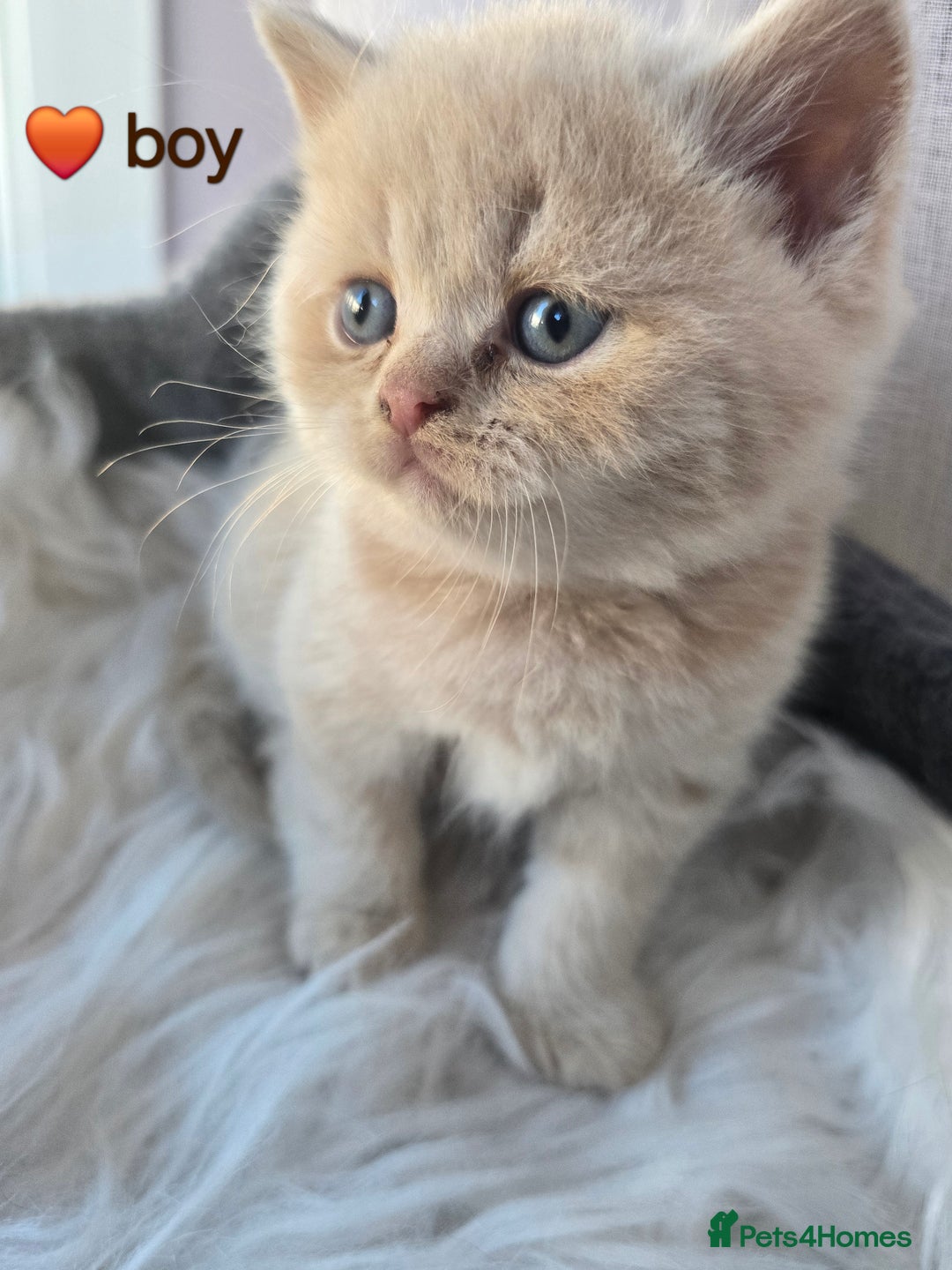 British Shorthair cats for sale: A charming kitten will be available in December. - Image 13