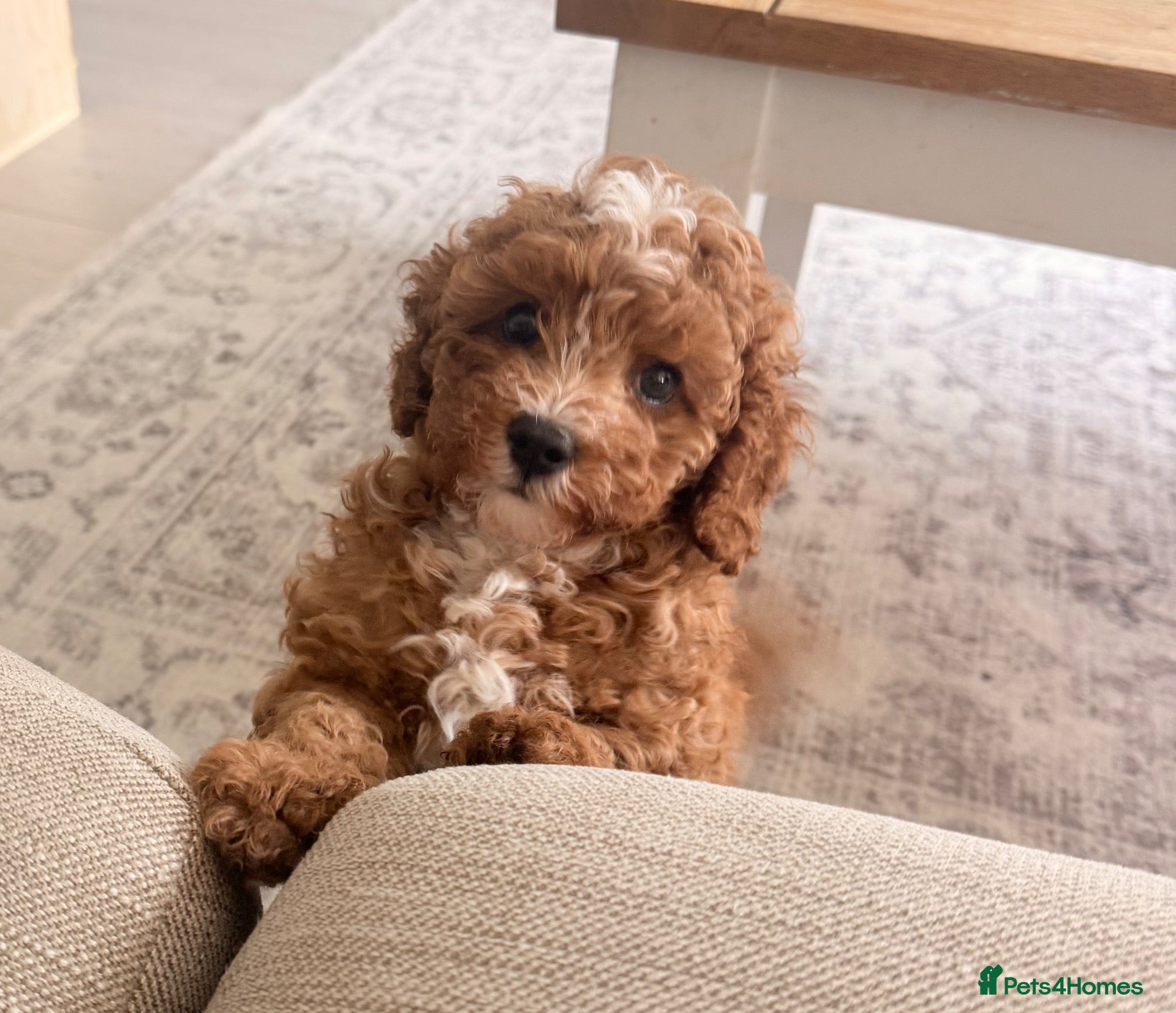 Cavapoo dogs Beautiful Cavapoo puppy - Advert 13
