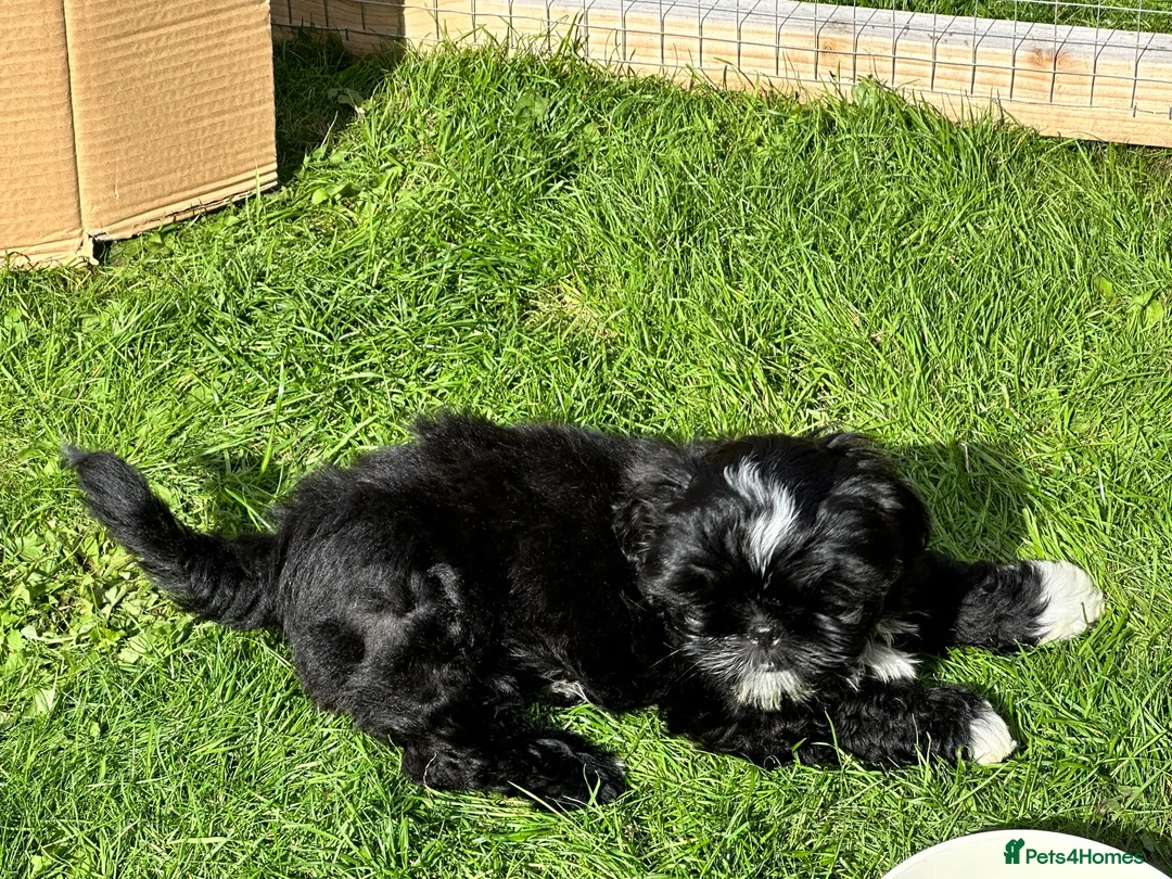 Shih Tzu dogs for sale: Ready now Shih Tzu puppy - Advert 2