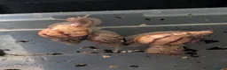 Snails invertebrates for sale: Giant African land snail  - Advert 2