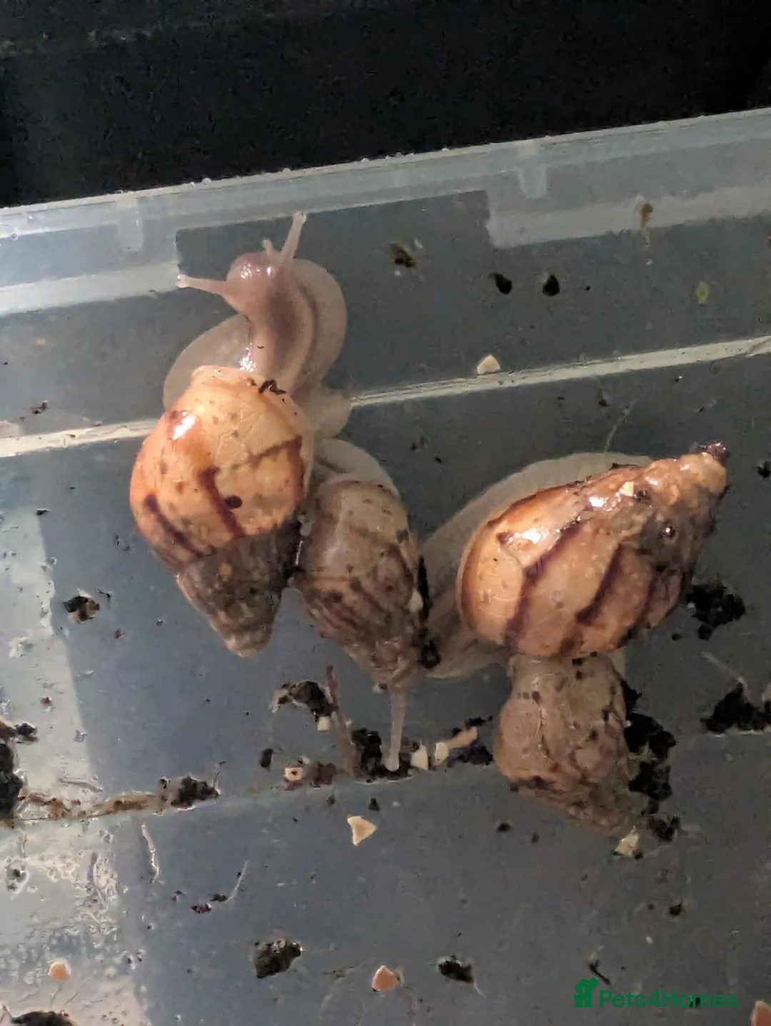Snails invertebrates for sale: Giant African land snail  - Advert 2