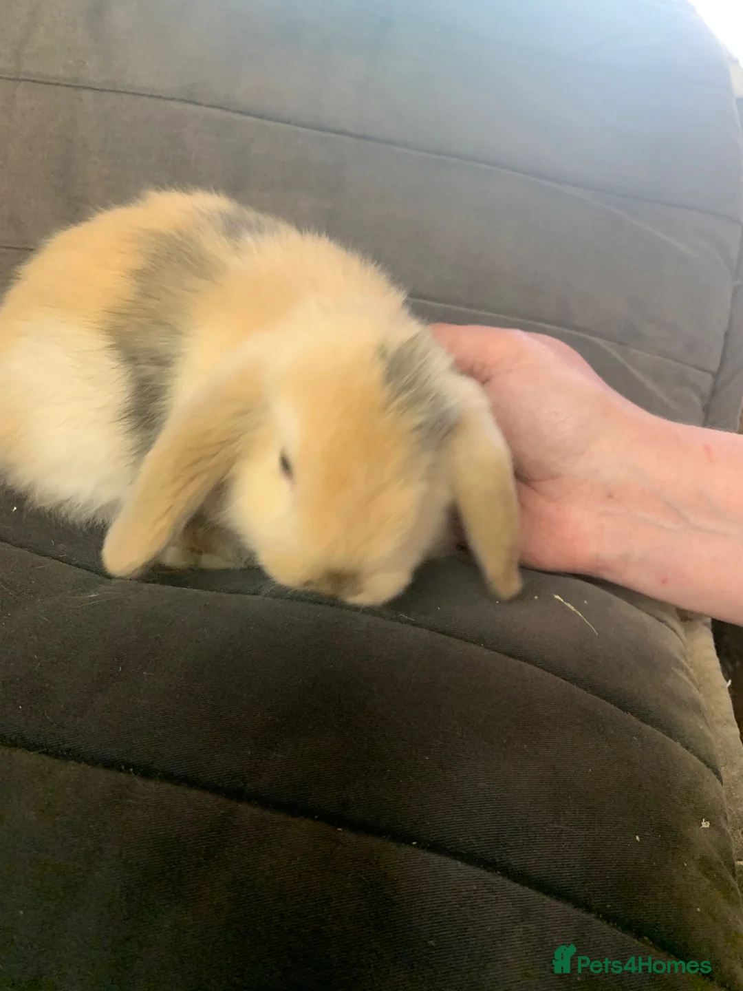 Mini Lop rabbits for sale: Mini lops  - Advert 14