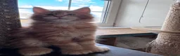 Maine Coon cats for sale: TICA registered polydactyl Maine Coon kittens 😻 - Advert 3