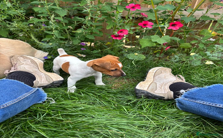 Jack Russell dogs - Advert 1