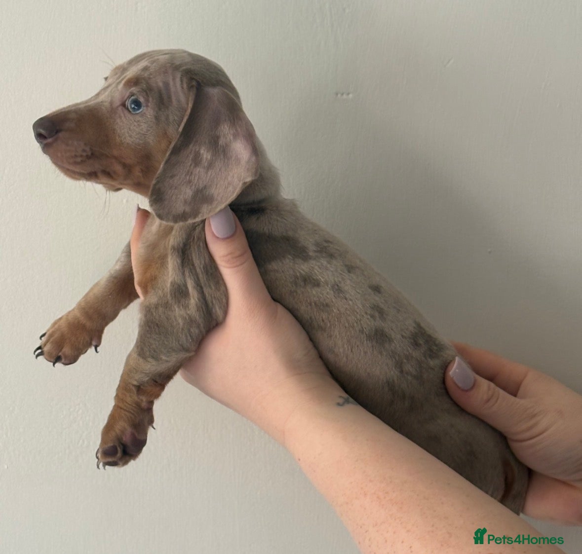 Miniature Dachshund dogs KC REGISTERED x2 minature male dachshunds  - Advert 5