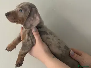 Miniature Dachshund dogs KC REGISTERED x2 minature male dachshunds - Advert 5