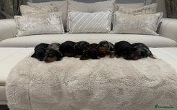 Dachshund dogs for sale: dachshund pups dapple and black & tan - Advert 3