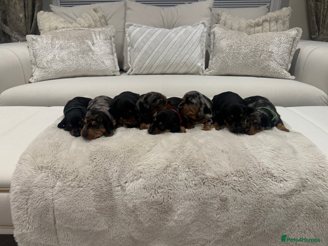 Dachshund dogs for sale: dachshund pups dapple and black & tan - Advert 3