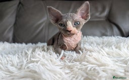 Sphynx cats for sale: Sphynx kittens - Image 24
