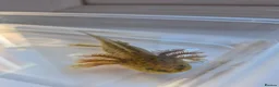 Axolotl reptiles for sale: 7 baby axolotls in Sunderland - Advert 1