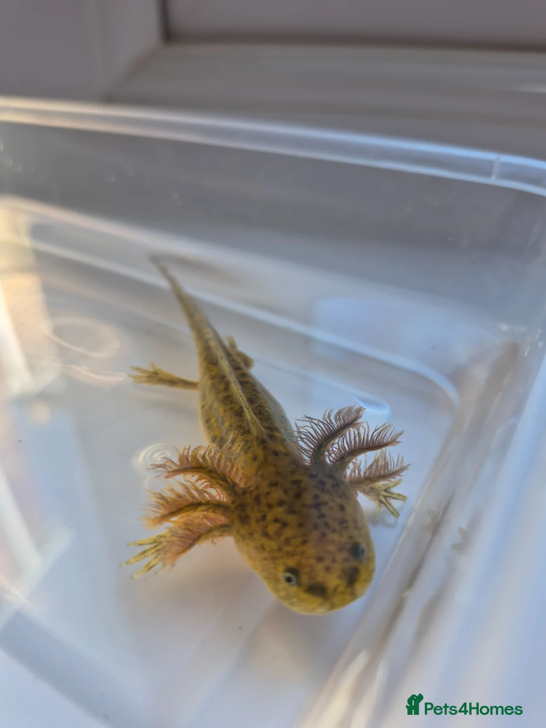 Axolotl reptiles for sale: 7 baby axolotls in Sunderland - Advert 1
