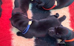 Labrador Retriever dogs for sale: Beautiful chunky litter of black pups  - Advert 18