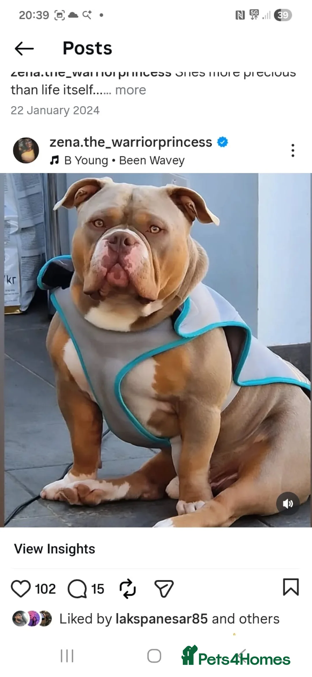 American Bully dogs for sale: POCKET BULLYS  in Orpington - Advert 31