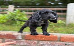 Cocker Spaniel dogs for sale: FULLY VACCINATED Black FEMALE cocker spaniel in Mold - Image 4