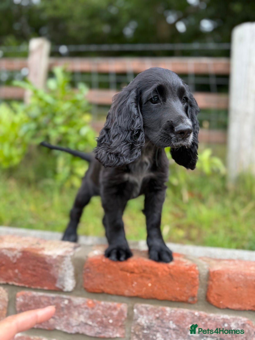 Cocker Spaniel dogs for sale: FULLY VACCINATED Black FEMALE cocker spaniel in Mold - Image 4