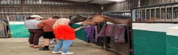 Irish Thoroughbred horses for sale: Kodi - The one with the WOW  - Advert 6