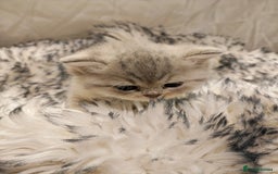 British Shorthair cats for sale: Blue, lilac, chocolate golden girls  - Advert 10