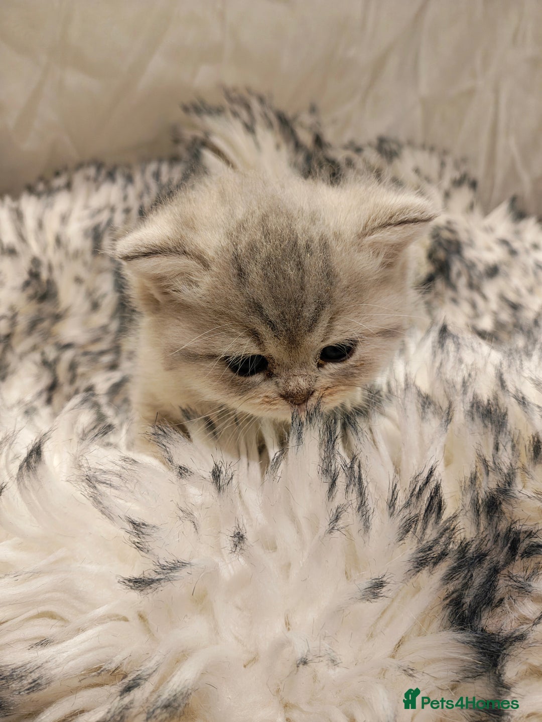 British Shorthair cats for sale: Blue, lilac, chocolate golden girls  - Advert 10