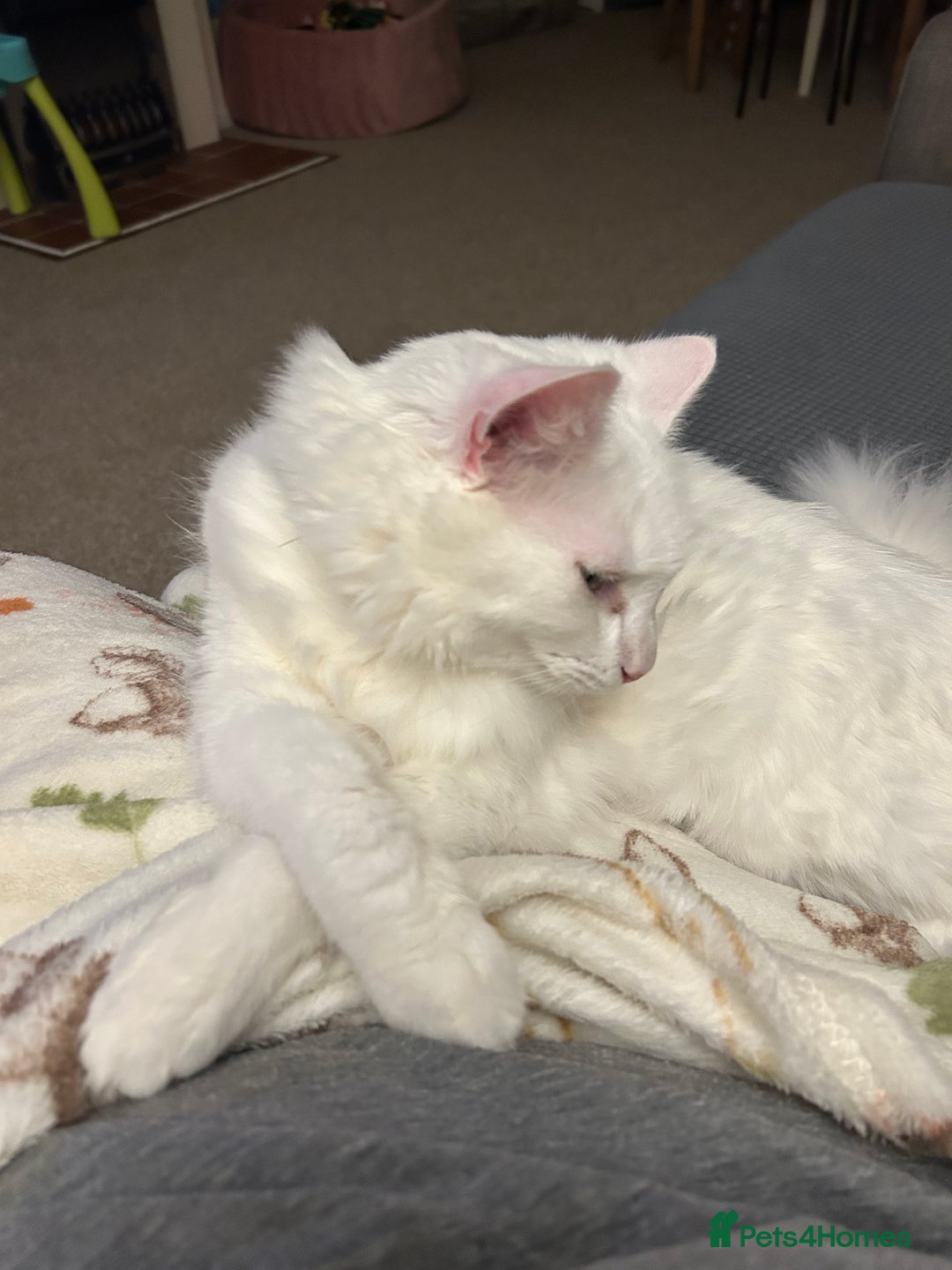 Domestic Shorthair cats for adoption:  Mike - the sweetest boy  - Advert 4