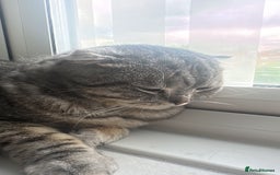 British Shorthair cats for sale: Ready  - Image 2