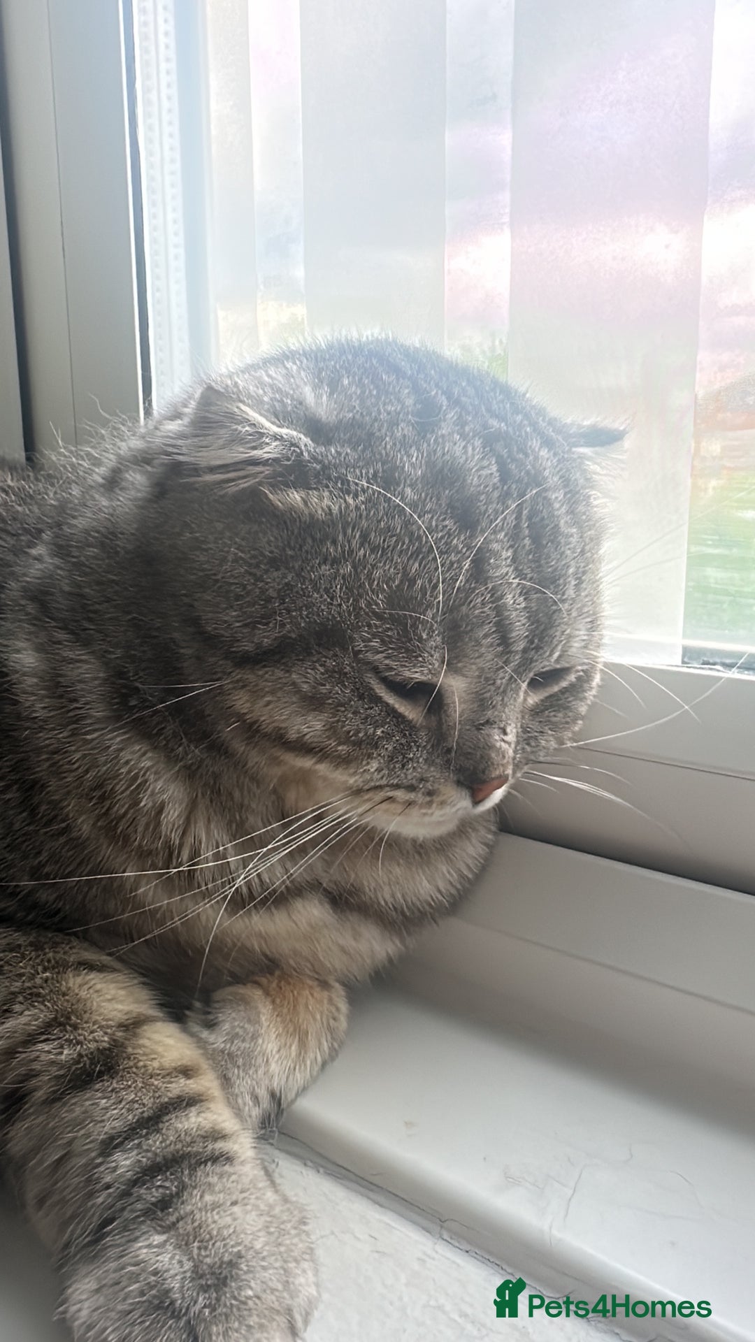 British Shorthair cats for sale: Ready  - Image 2
