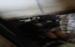 Mixed Breed dogs for sale: black and tan male pup - Image 2