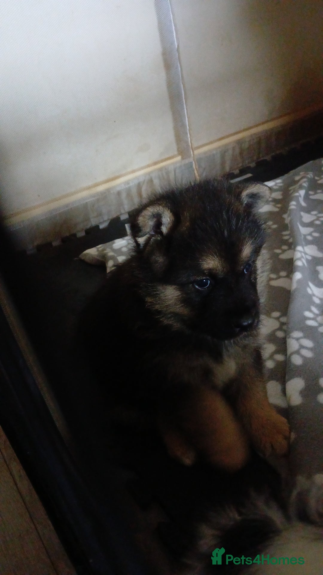Mixed Breed dogs for sale: black and tan male pup - Image 2