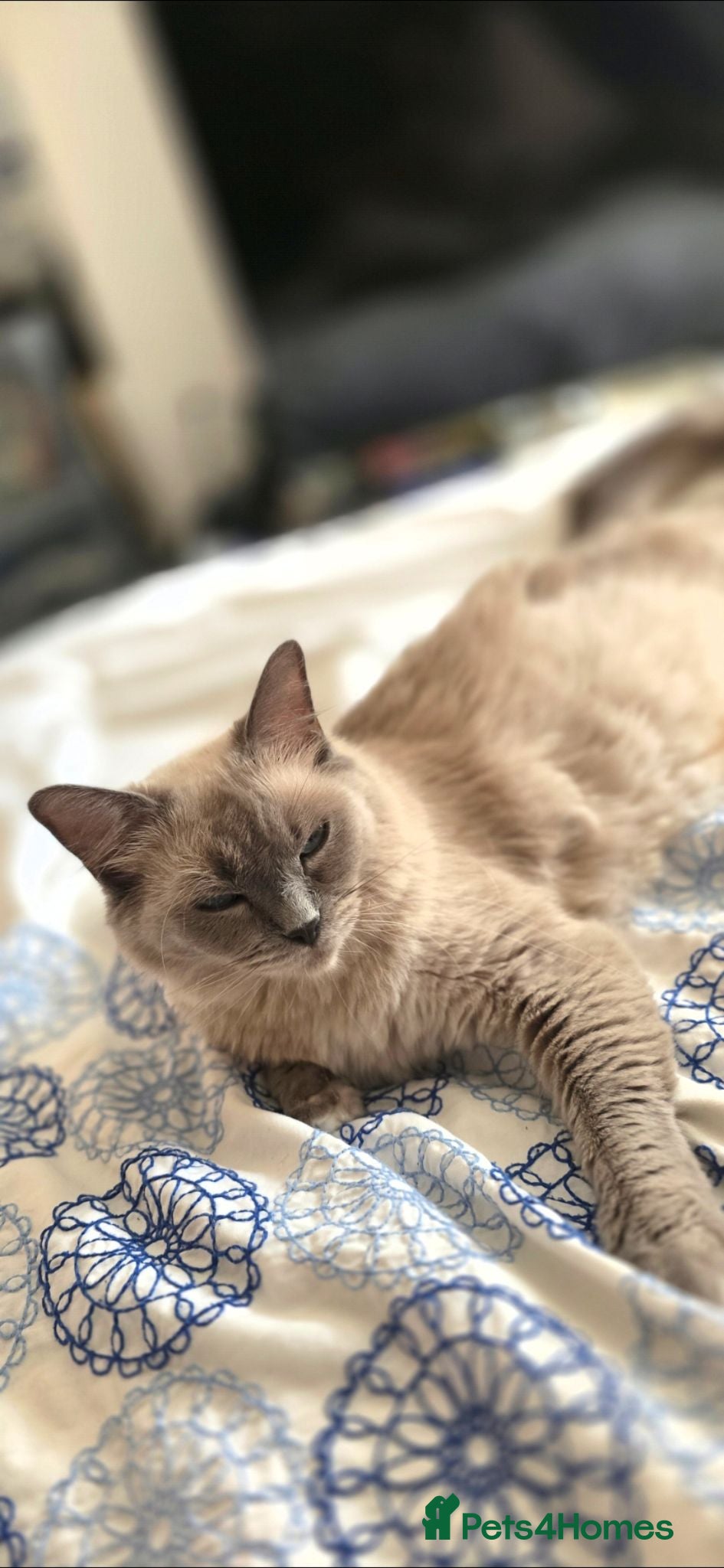 Ragdoll cats last remaining Ragdoll cross scottish strait - Advert 1