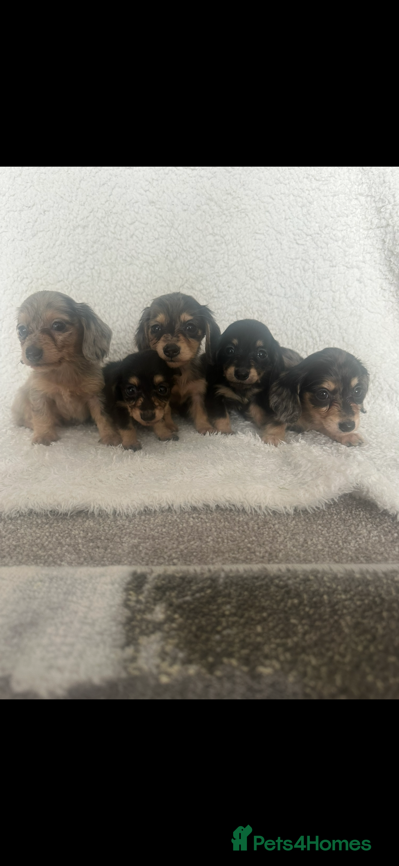 Miniature Dachshund dogs Mini long hair dachshund  - Advert 13