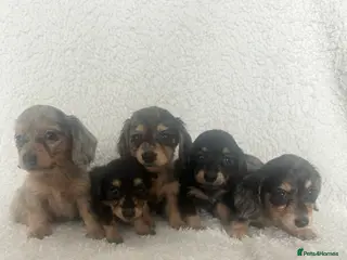 Miniature Dachshund dogs Mini long hair dachshund - Advert 13
