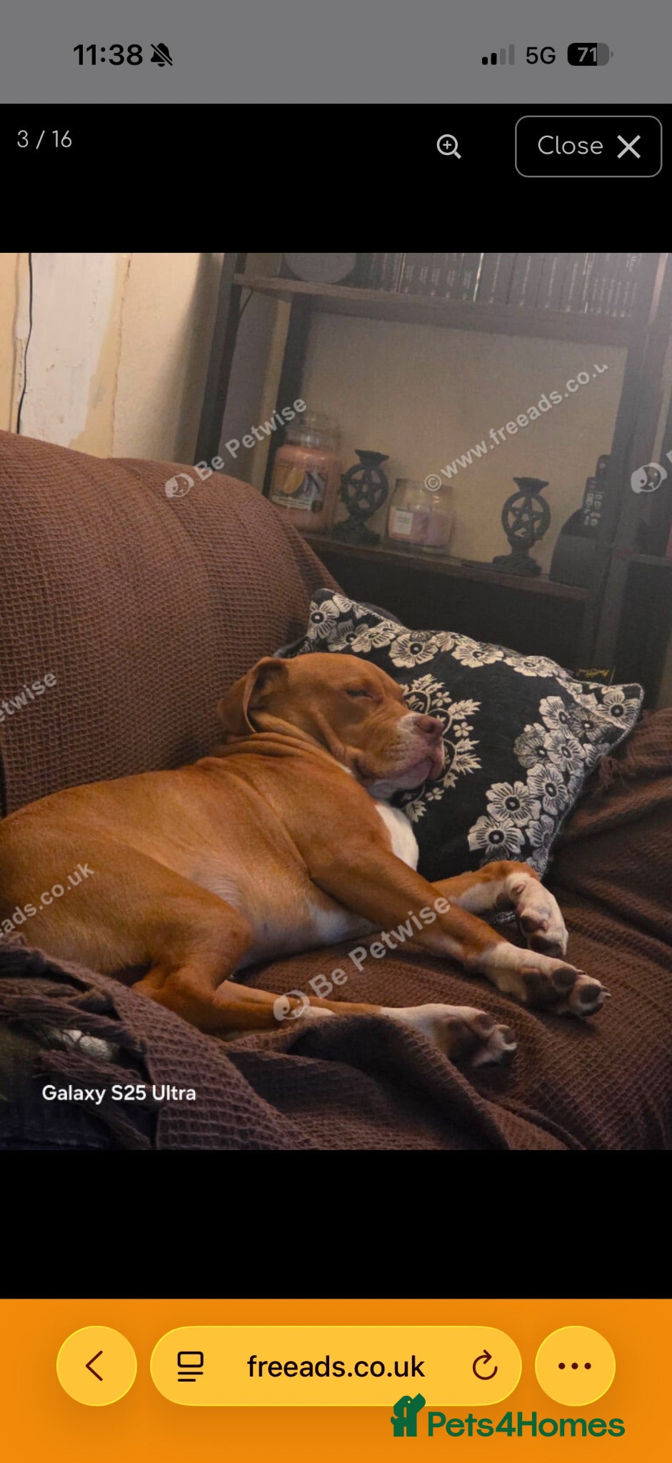 Mixed Breed dogs Beautiful 8-Month Staffy Cross Puppy  - Advert 2