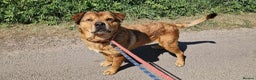 Mixed Breed dogs for adoption: Meet Stanley, currently residing in Cheshire  - Advert 4