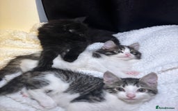 Mixed Breed cats for sale: Fluffy Kittens For Sale  - Image 1