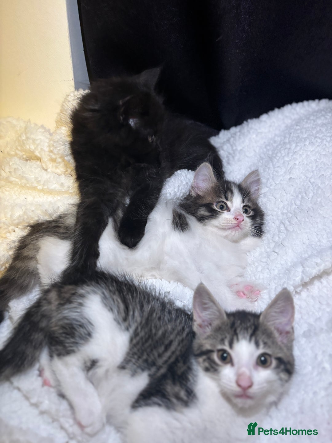 Mixed Breed cats for sale: Fluffy Kittens For Sale  - Image 1