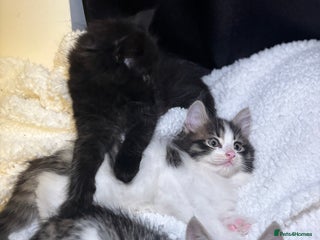 Mixed Breed cats - Advert 3