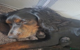 Sprocker dogs for sale: Sprocker Spaniel Puppies  - Image 16
