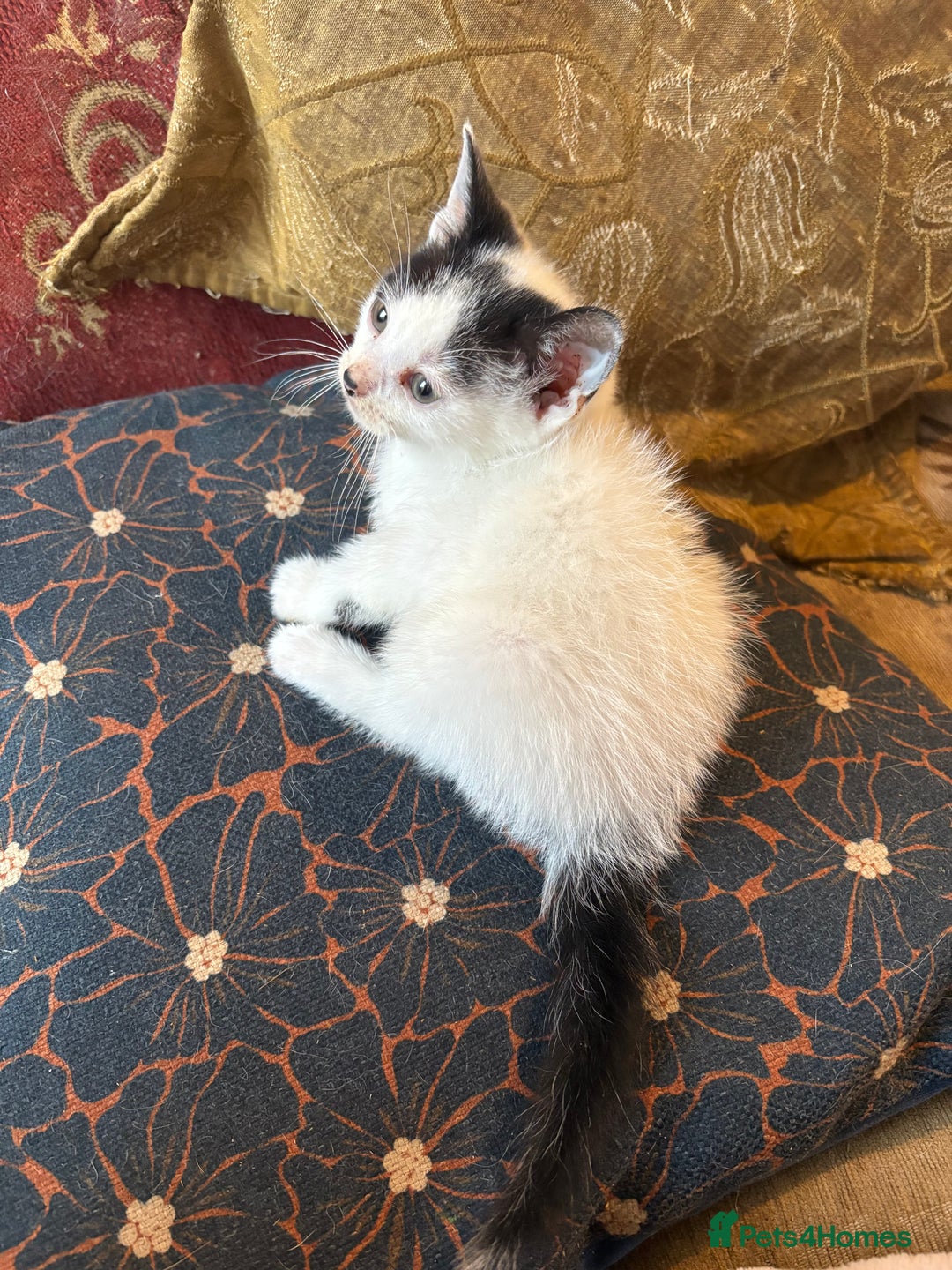 Mixed Breed cats for sale: Beautiful kittens ready for new home - Advert 6