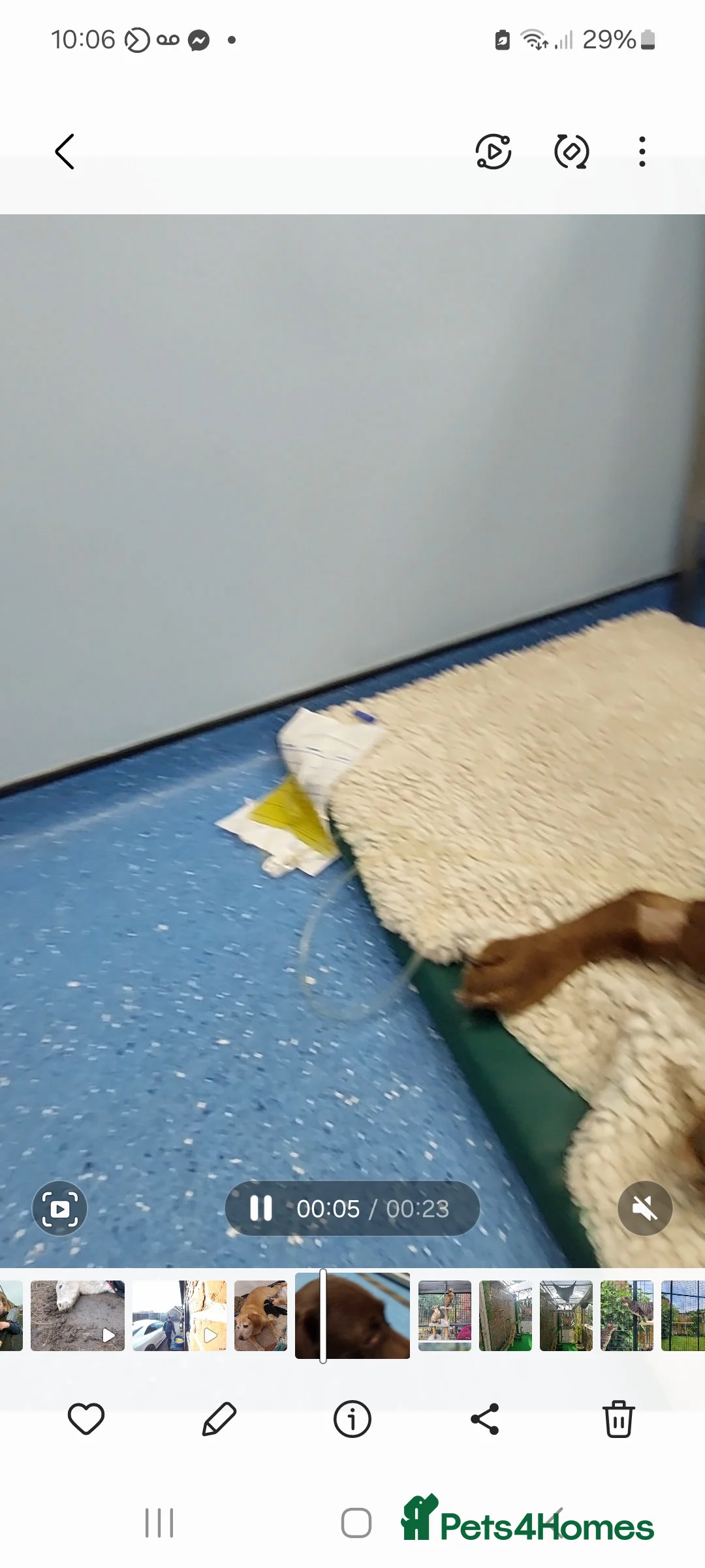 Labrador Retriever dogs for sale: Pedigree labrador puppies for sale  - Advert 7