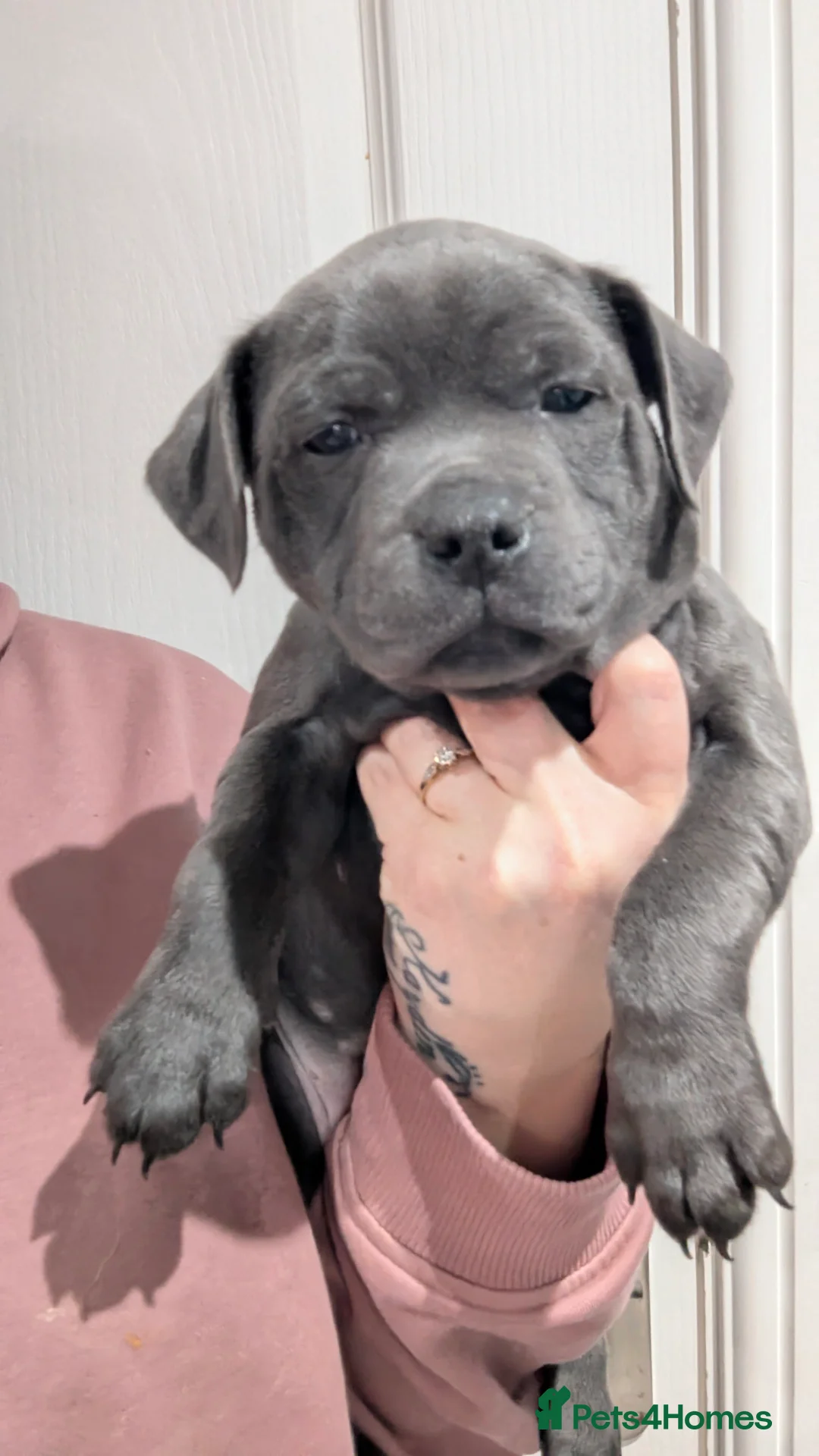 Staffordshire Bull Terrier dogs for sale: Beautiful KC reg Staffordshire bull terriers - Advert 2