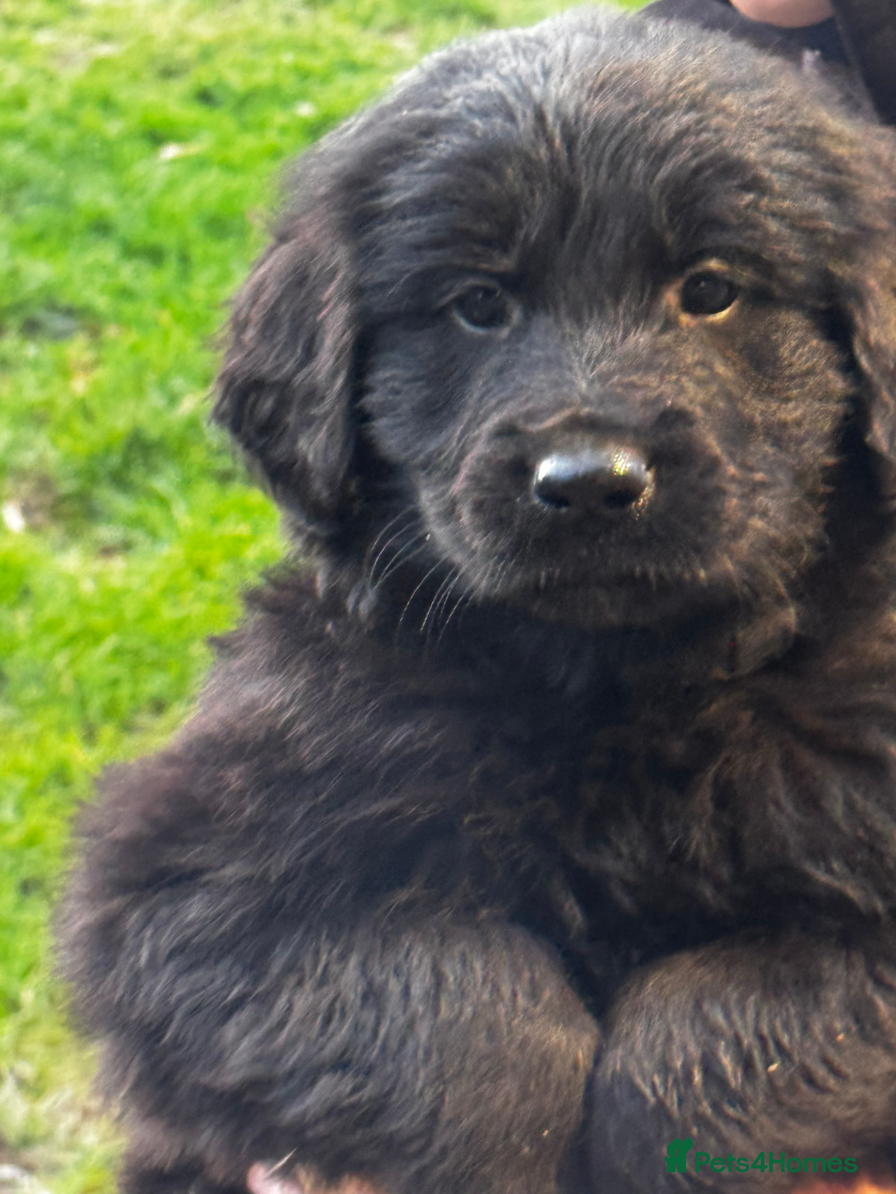 Mixed Breed dogs ⭐️ golden shepherd ⭐️ - Advert 1