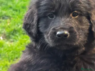 Mixed Breed dogs ⭐️ golden shepherd ⭐️ - Advert 1