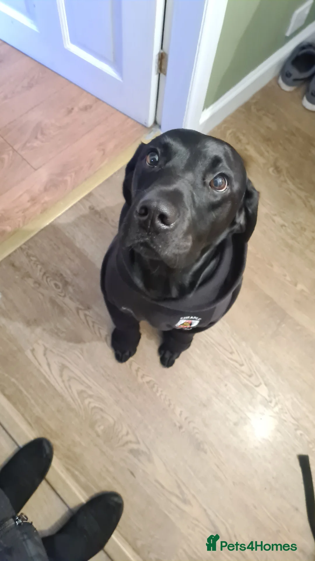 Labrador Retriever dogs for stud: Proven KC Labrador Stud in Stoke-on-Trent - Advert 15